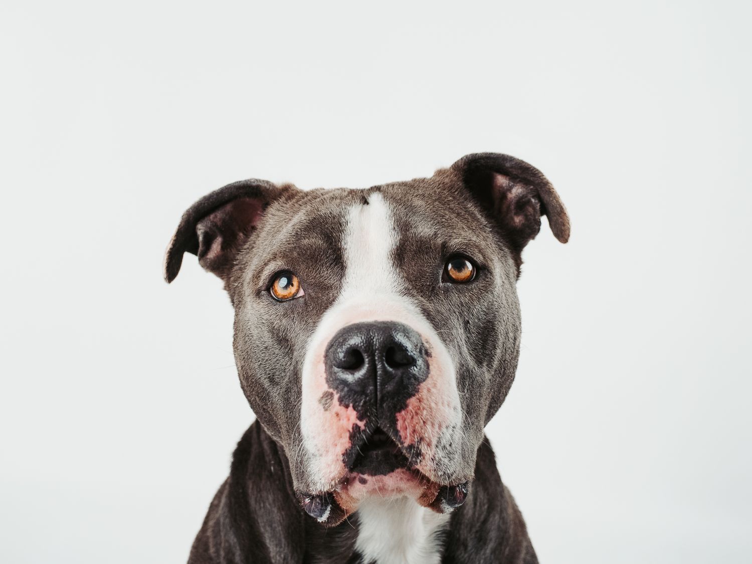 Professional pit bull dog photography in Stony Plain Alberta studio