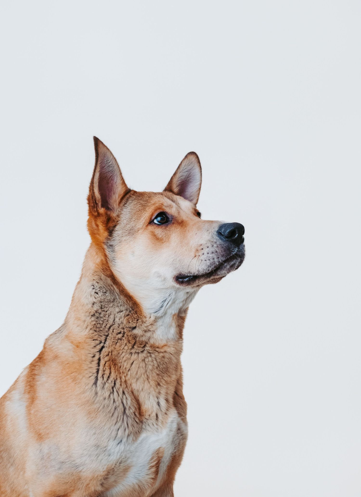 Rescue dog portrait captured by Edmonton pet photographer to help adoptable dogs from HART find loving homes.