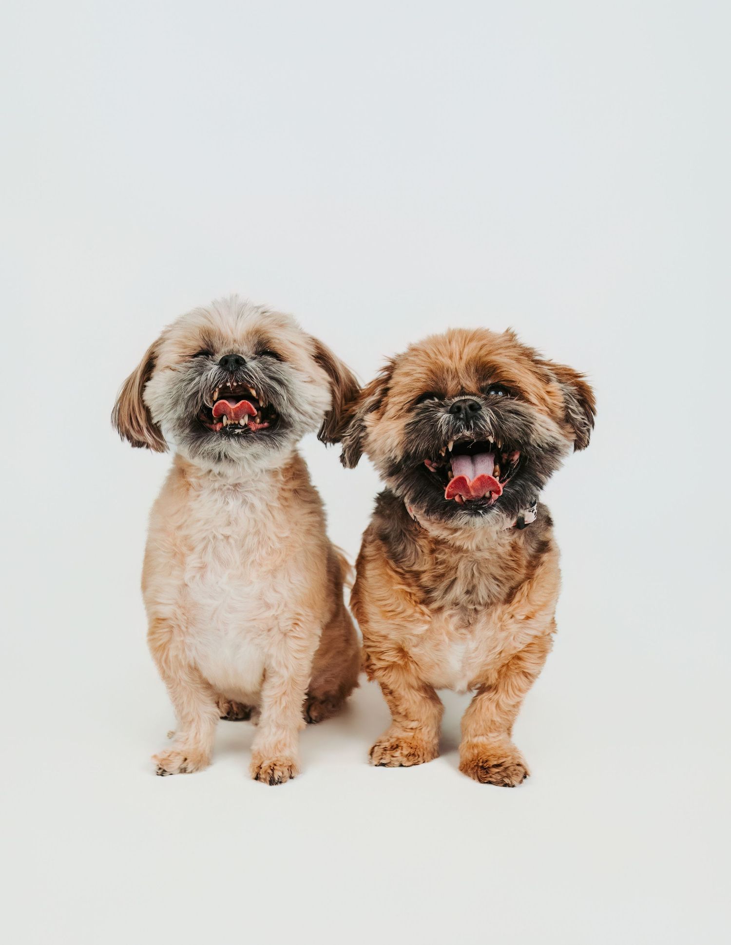 Professional dog portrait in studio by Edmonton pet photographer Coral Konanz