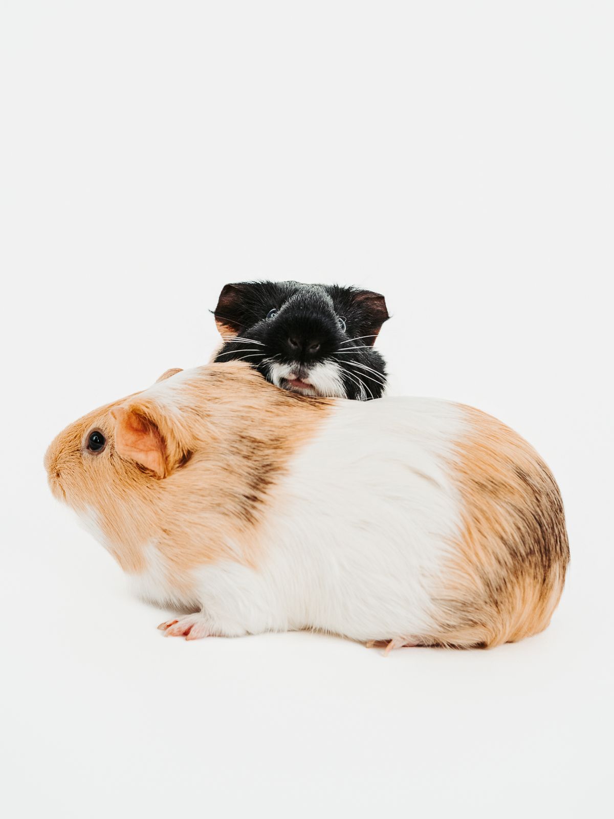 Guines pig photographed in a studio pet portrait session, by stony plain pet photographer coral konanz