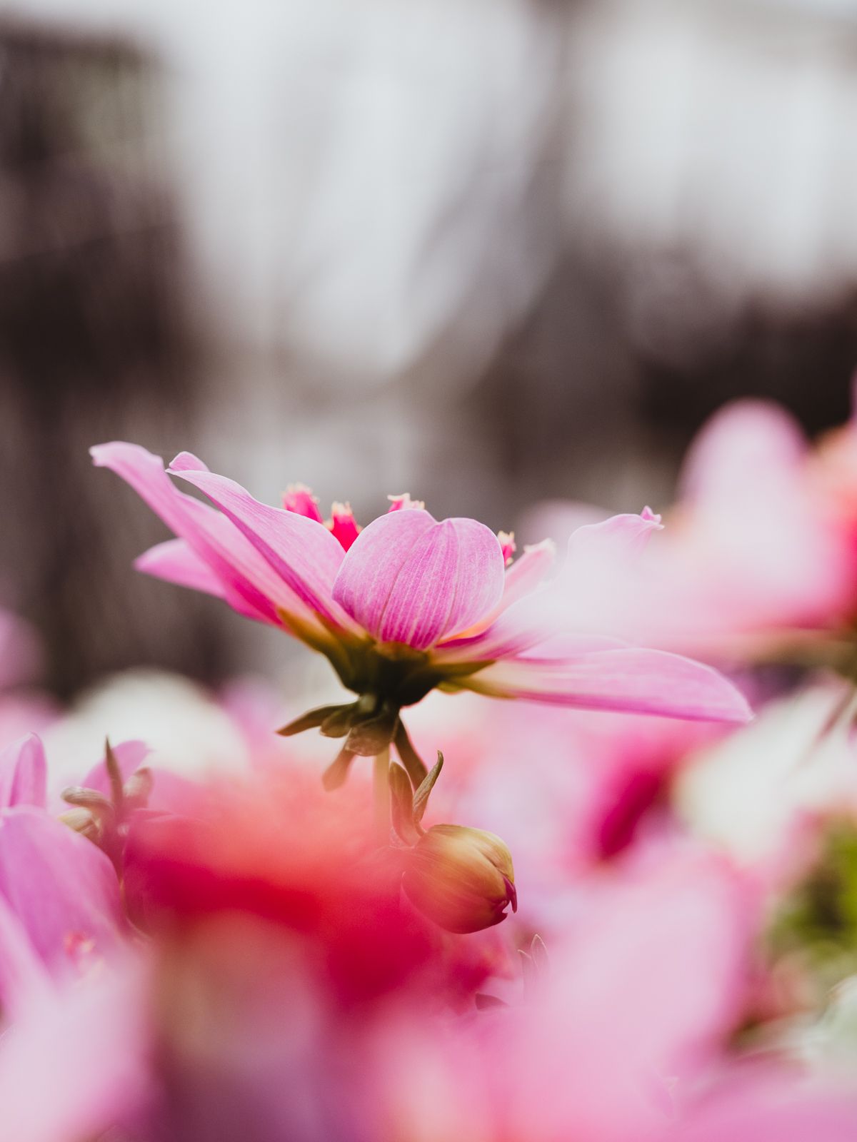 Macro Photographer, Prints available, Alberta Photographer, Creative photographer, flower photography, parkland County photographer