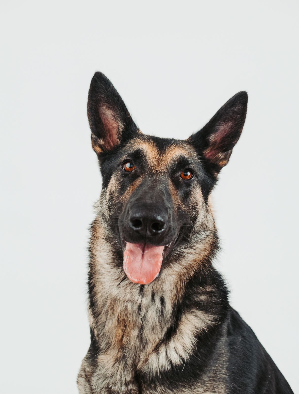 Adoptable dog from Running Wild Rescue photographed in studio to help increase adoption visibility.