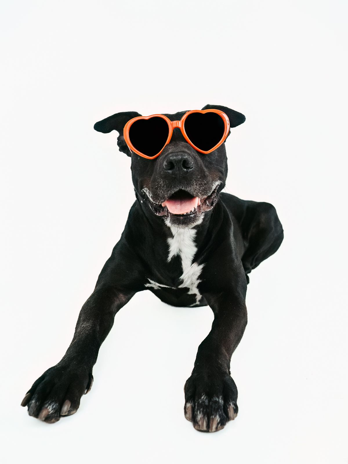 Studio dog portrait by Coral Konanz Photography in Stony Plain Alberta