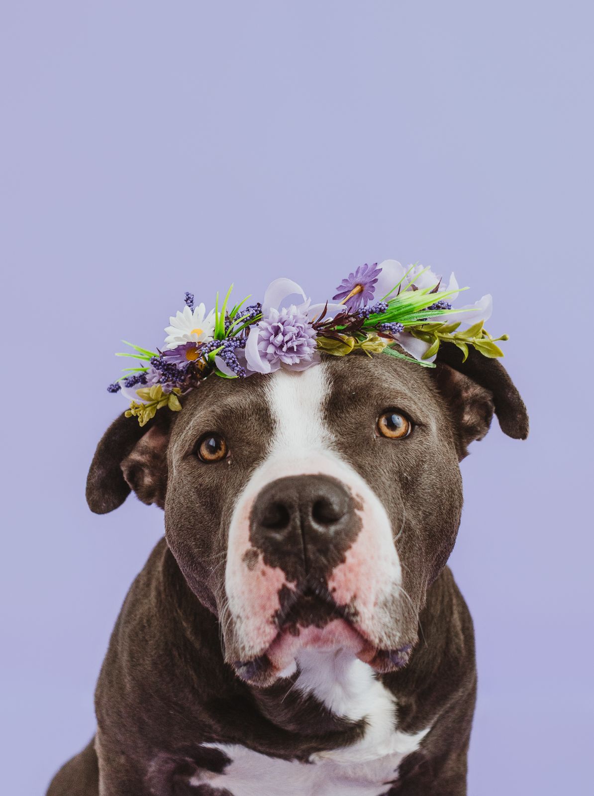 Pet photography Stony Plain - capturing your furry friends.