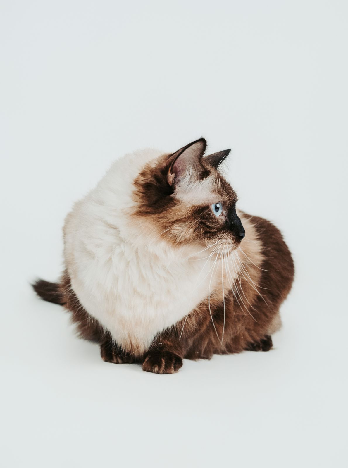 Edmonton pet photographer studio portrait of a cat photographed at The Pet Studio by Coral in Stony Plain Alberta