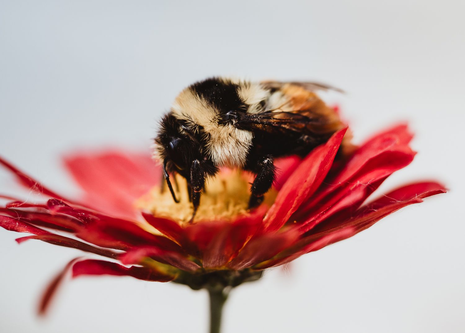 Macro Photographer, Prints available, Alberta Photographer, Creative photographer, flower photography, parkland County photographer