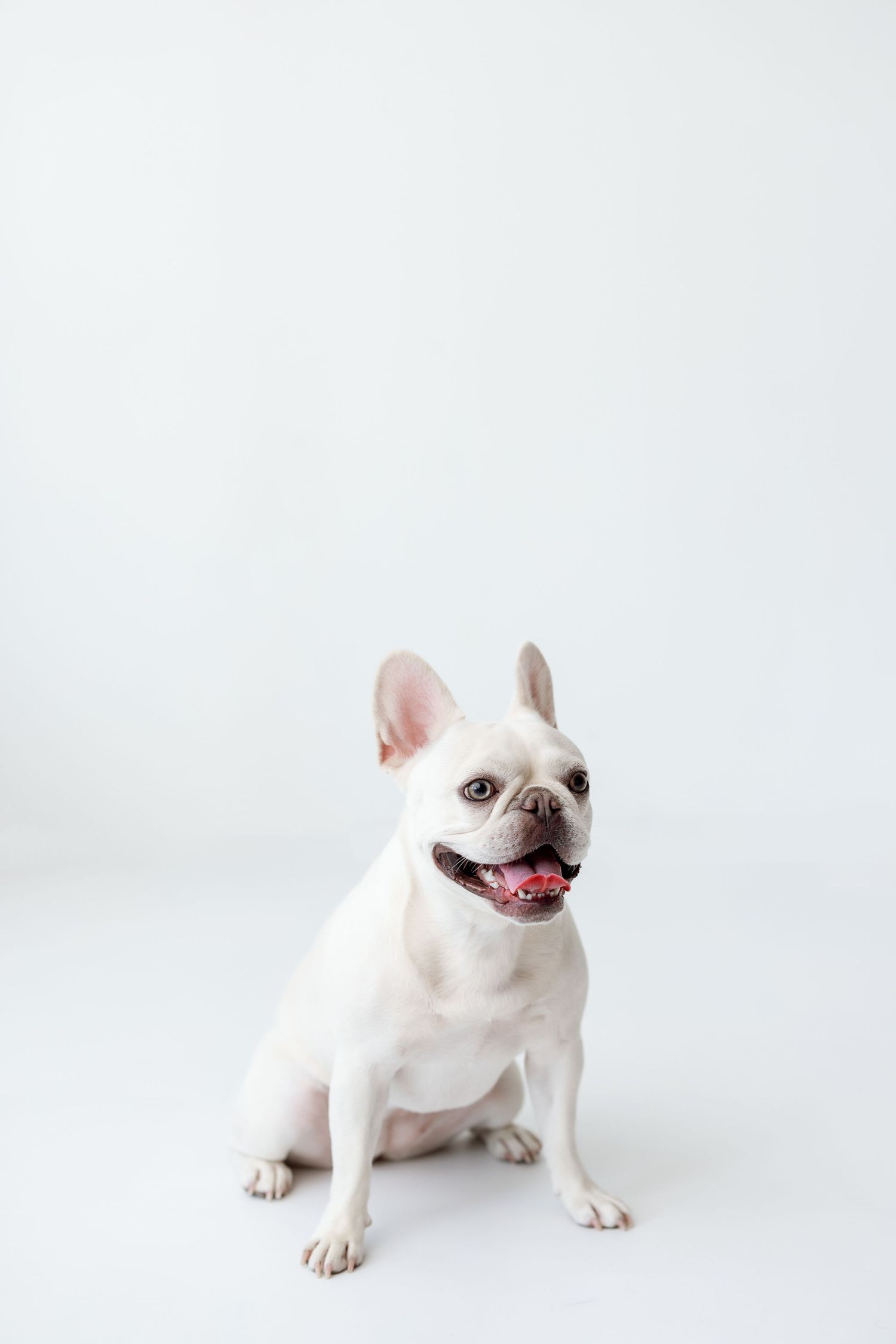 Happy white French Bulldog sitting on white background with mouth open and pink tongue showing.