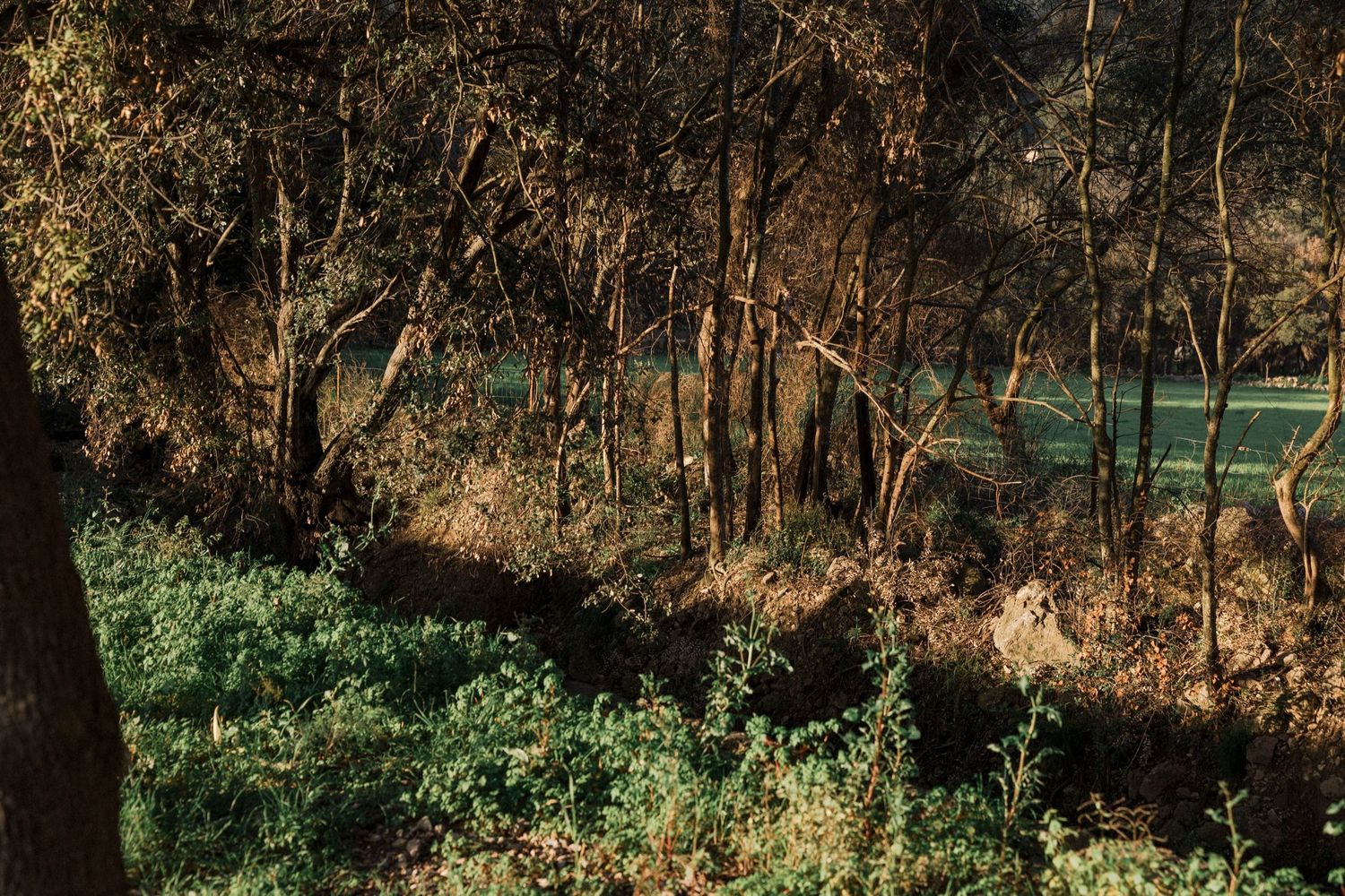 Sunlit wooded area with golden autumn leaves and natural lighting.