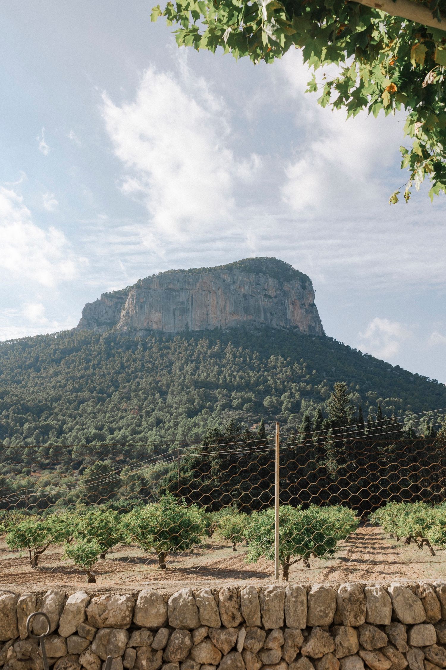 Rustic stone wall stretches beneath a rugged mountain landscape with scattered trees and cloudy skies in Mallorca.