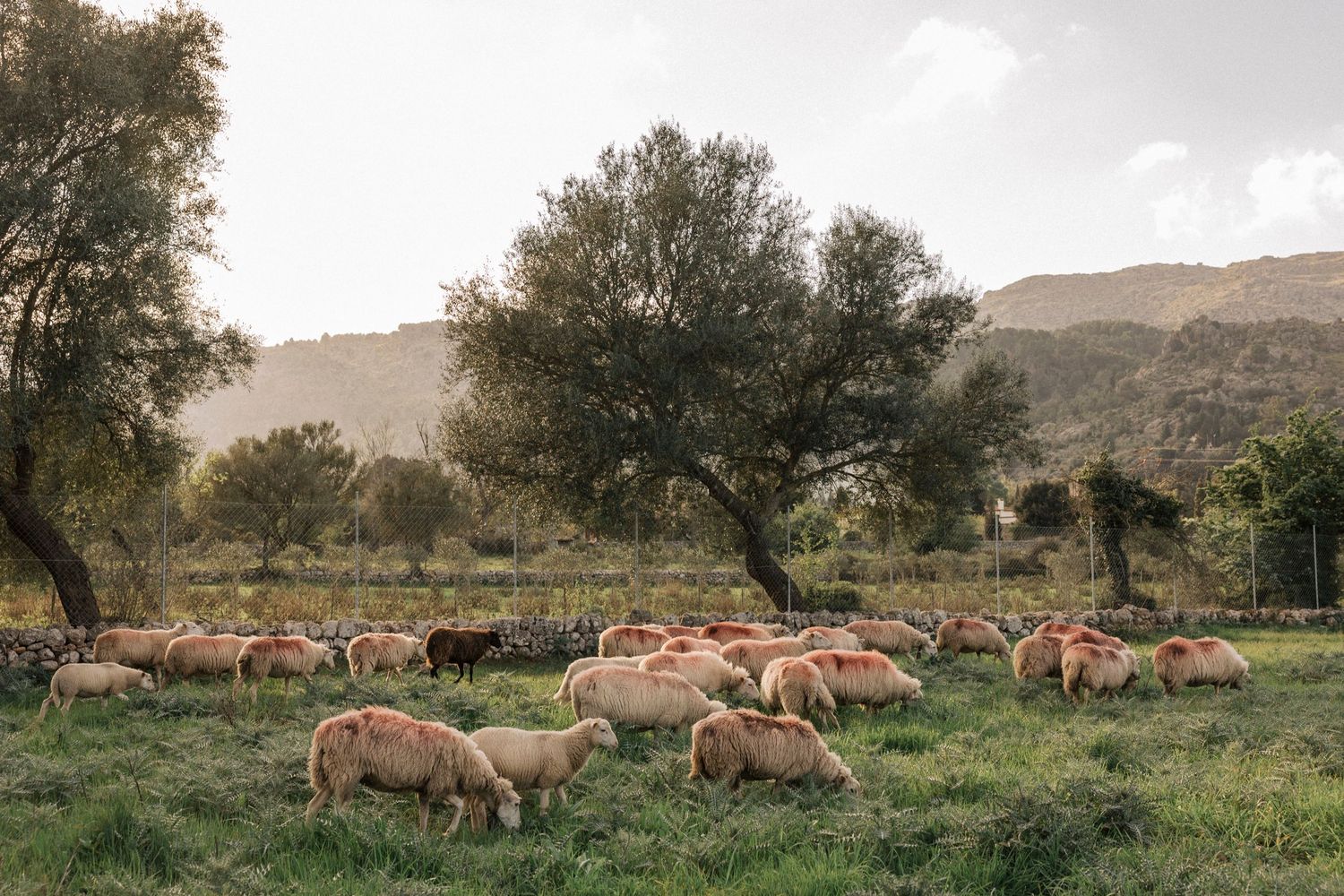 Scenic countryside landscape with grazing cattle and rolling hills in the background.
