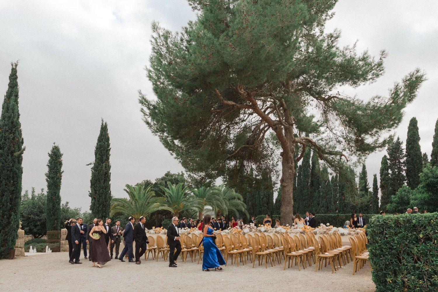 Outdoor wedding venue setup with wooden chairs and tall cypress trees surrounding a large pine tree in a garden setting.