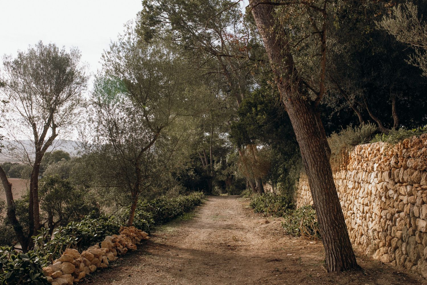 A winding stone wall path through a Mediterranean forest with tall trees and natural lighting.