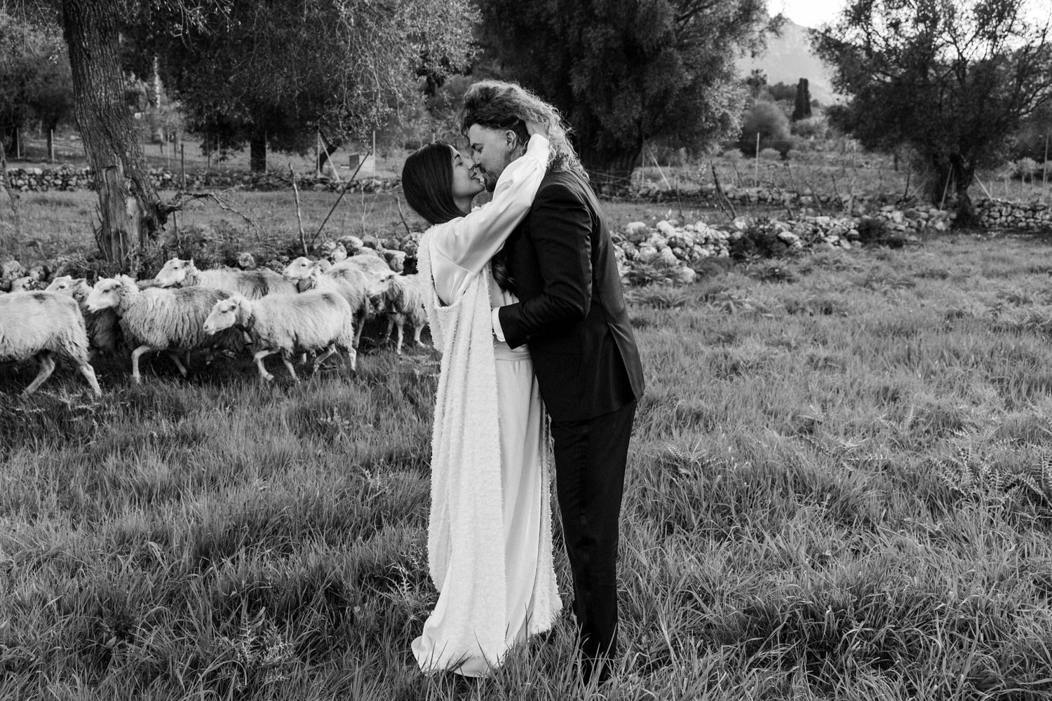 A black and white wedding photo in a pastoral setting with sheep grazing in the background.