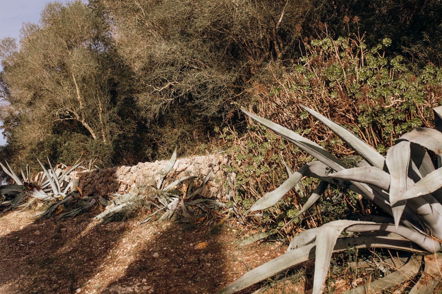 A series of wildlife camera trap photos showing a mountain lion walking through a rocky wooded area at night.