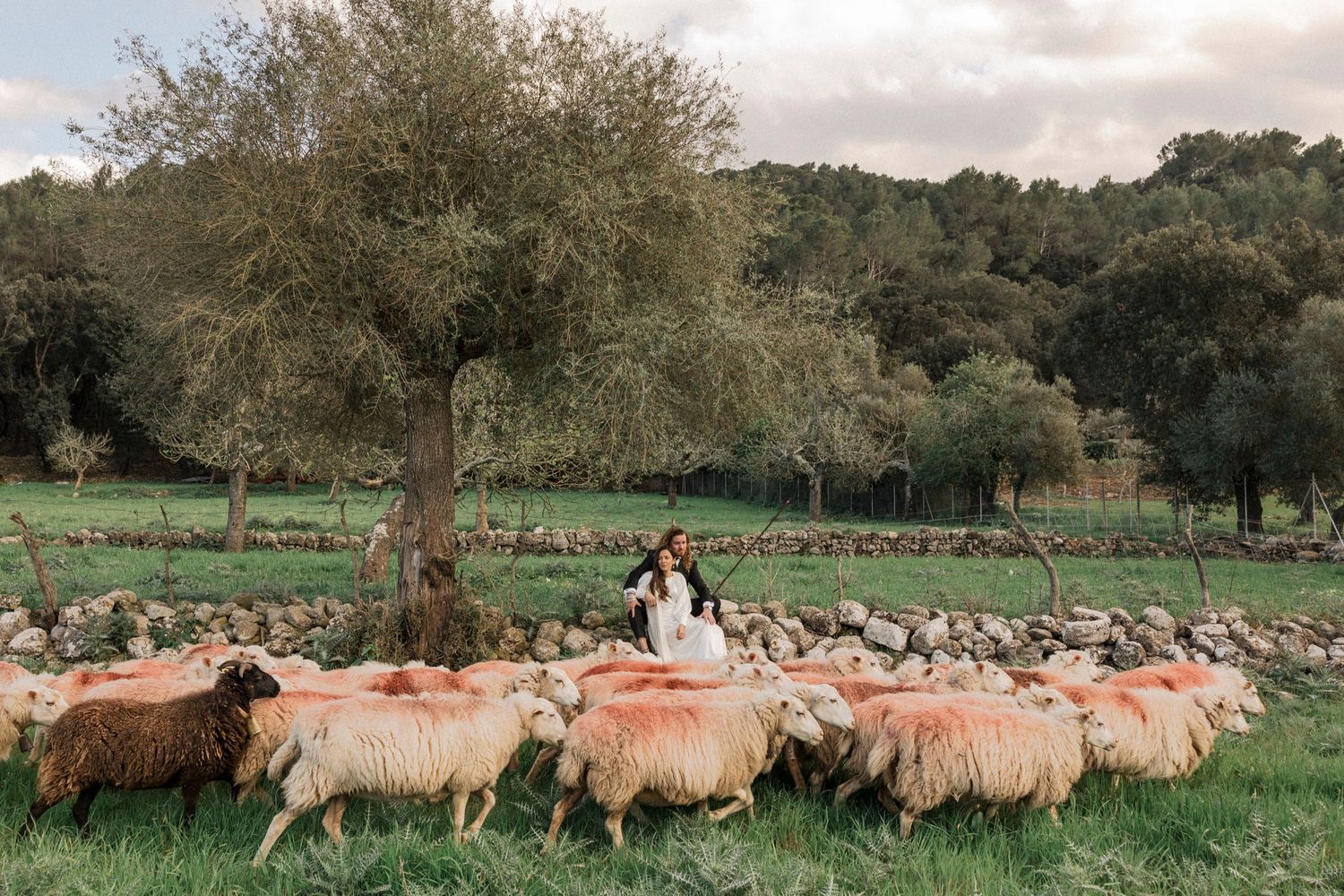 A pastoral landscape with grazing sheep and scattered trees under a cloudy sky.