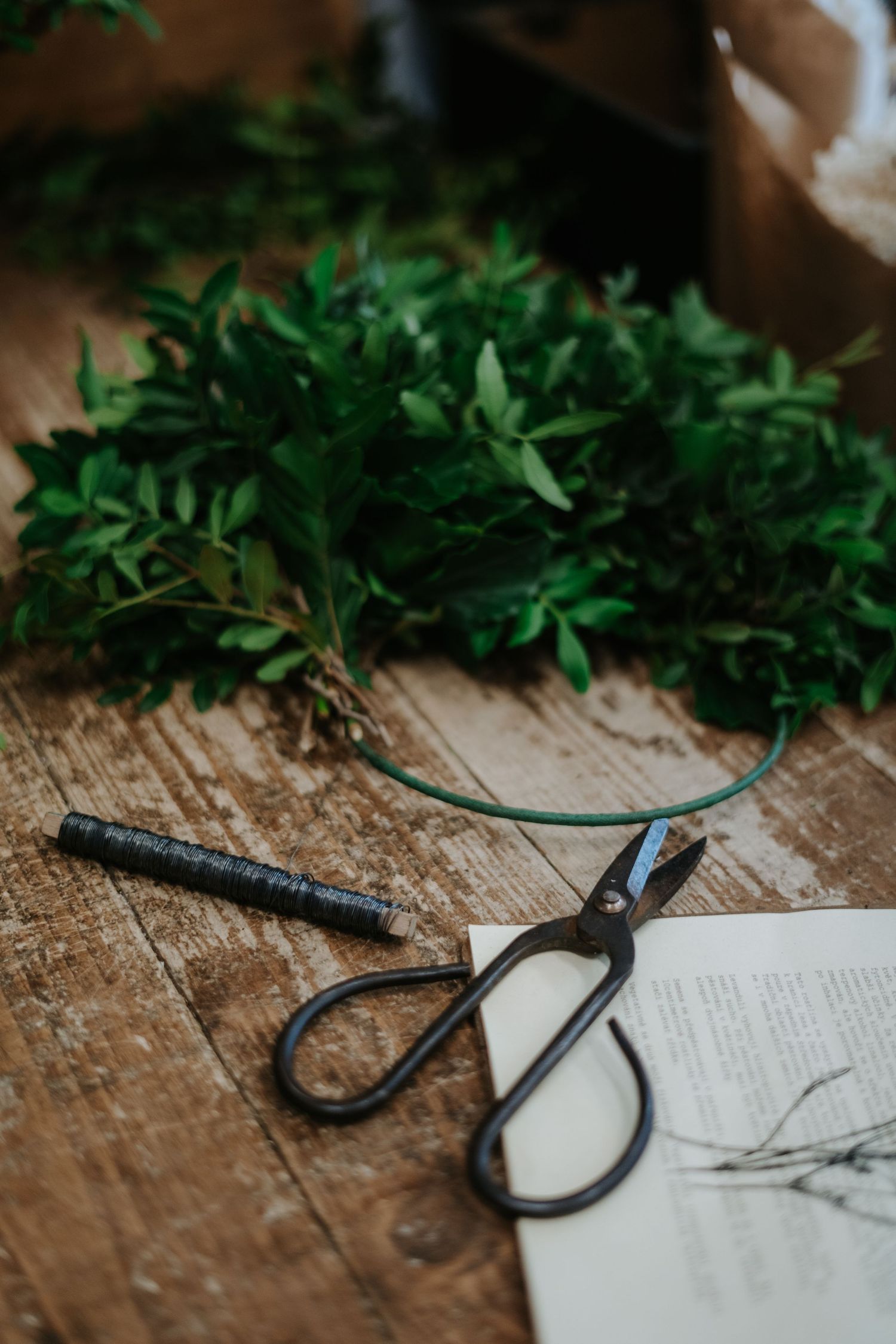 Fresh green herbs and vintage scissors on a wooden table with paper.