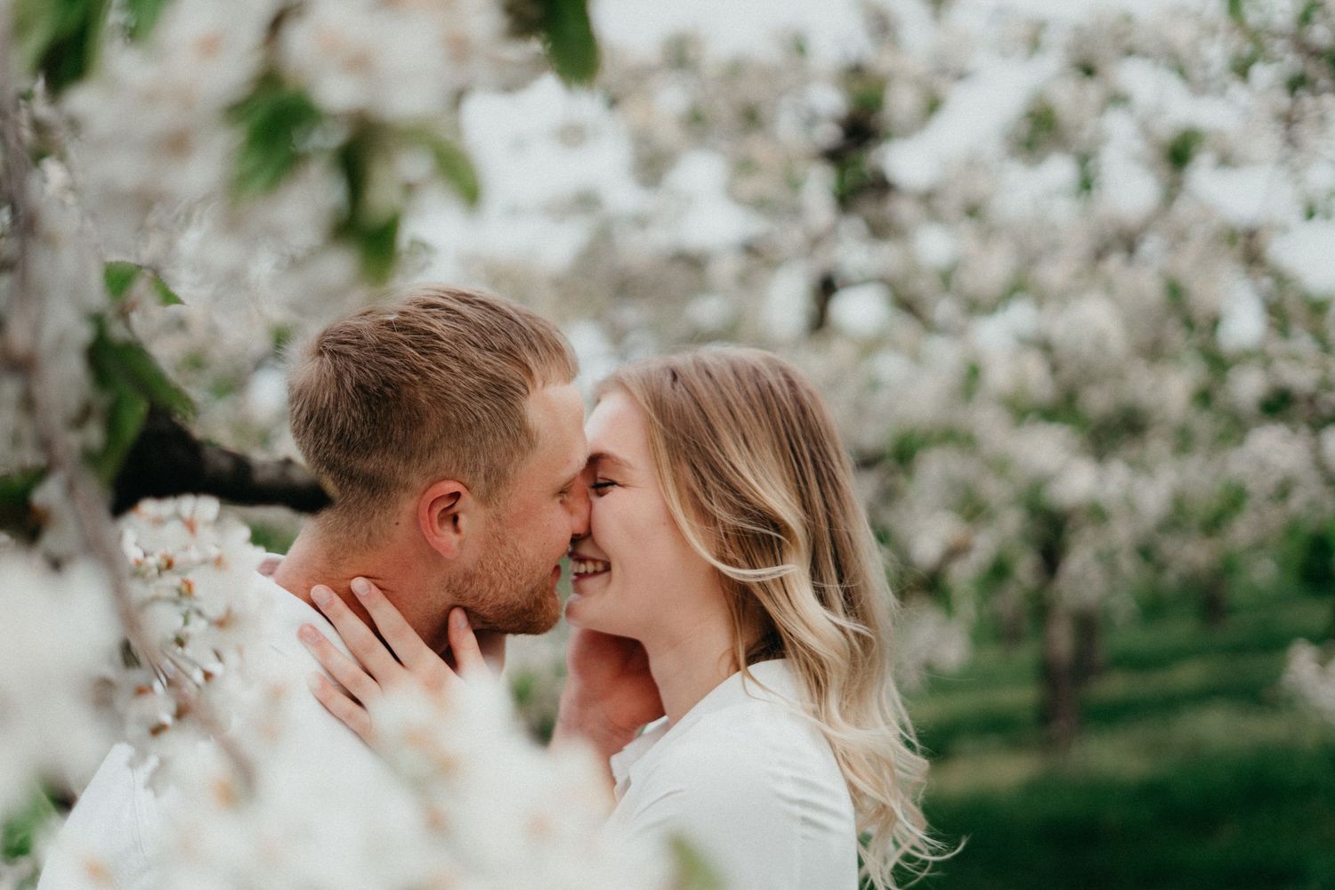 Romantic couple sharing an intimate moment among blooming white spring trees.