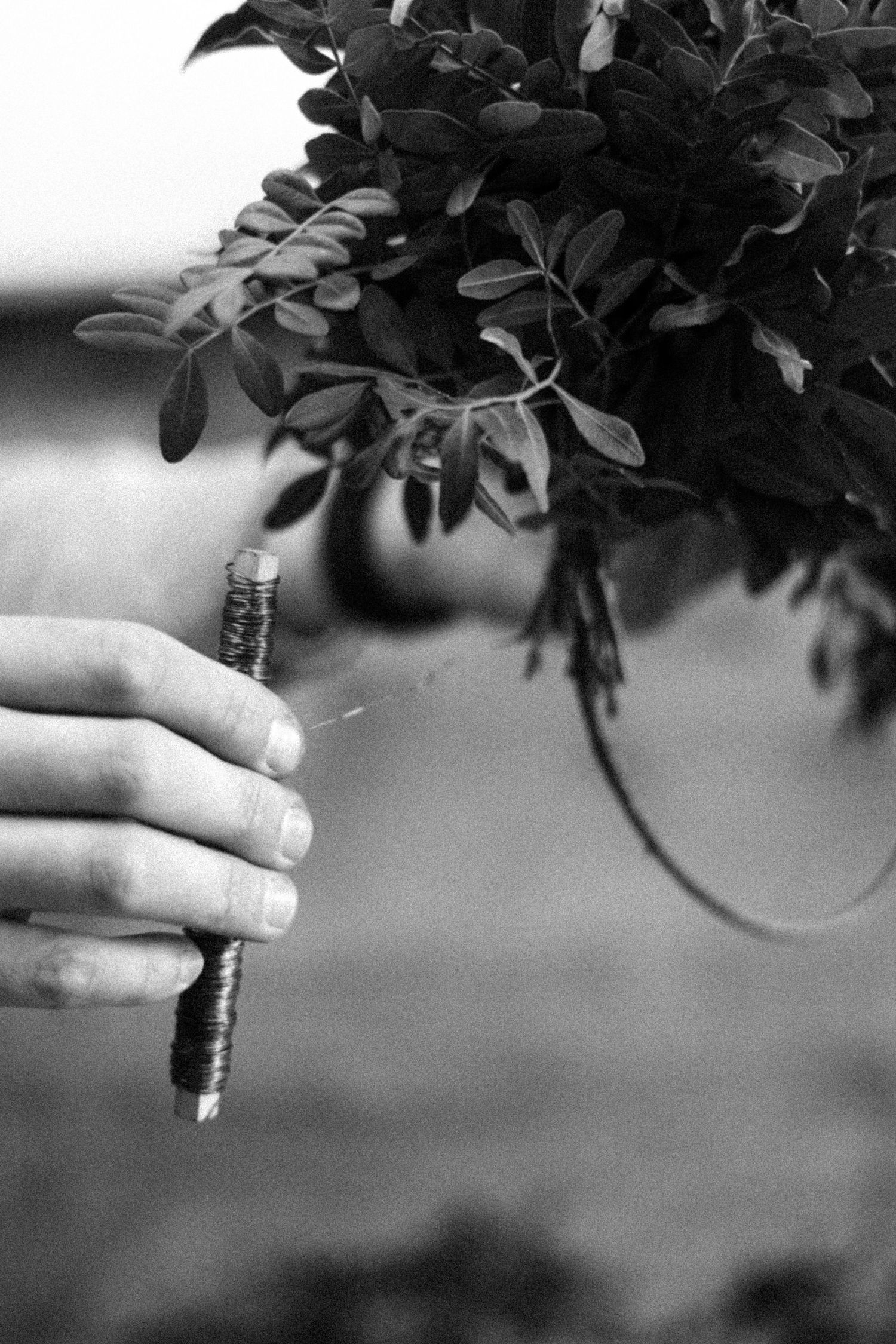 Black and white close-up of hands holding plant stems against a blurred natural background.