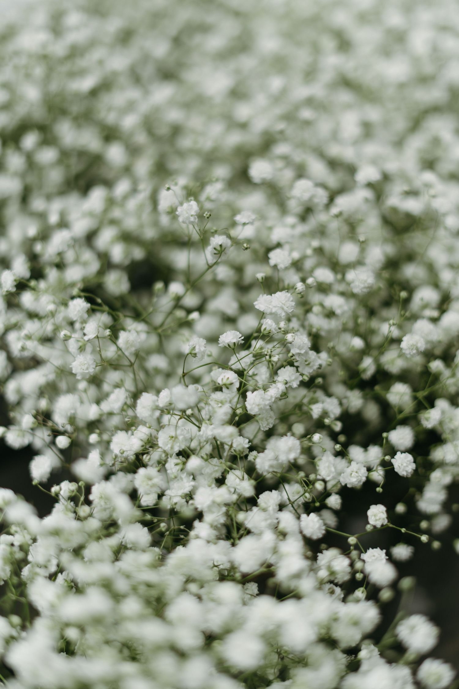 Close-up view of delicate white baby's breath flowers blooming in a soft, dreamy garden setting.