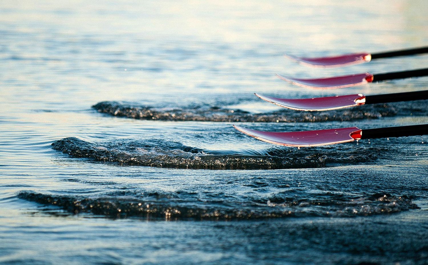 Row of oars breaking the water surface at sunrise creating ripple patterns.