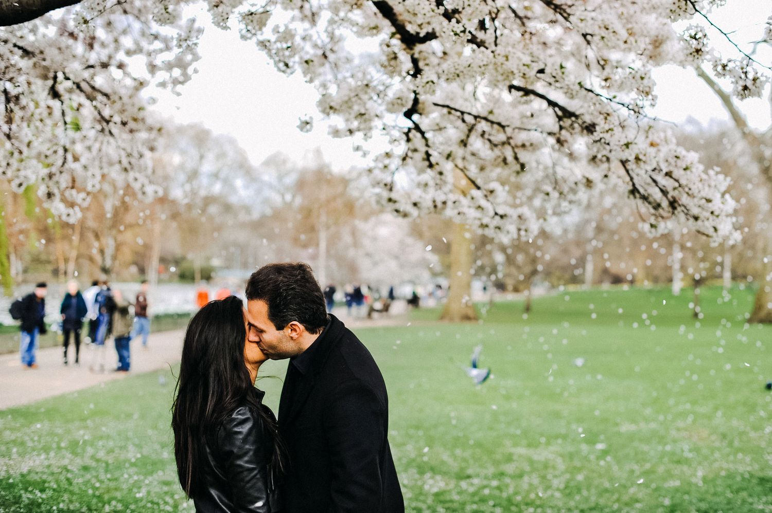 A romantic couple sharing a tender moment under blooming cherry blossoms in a spring park.