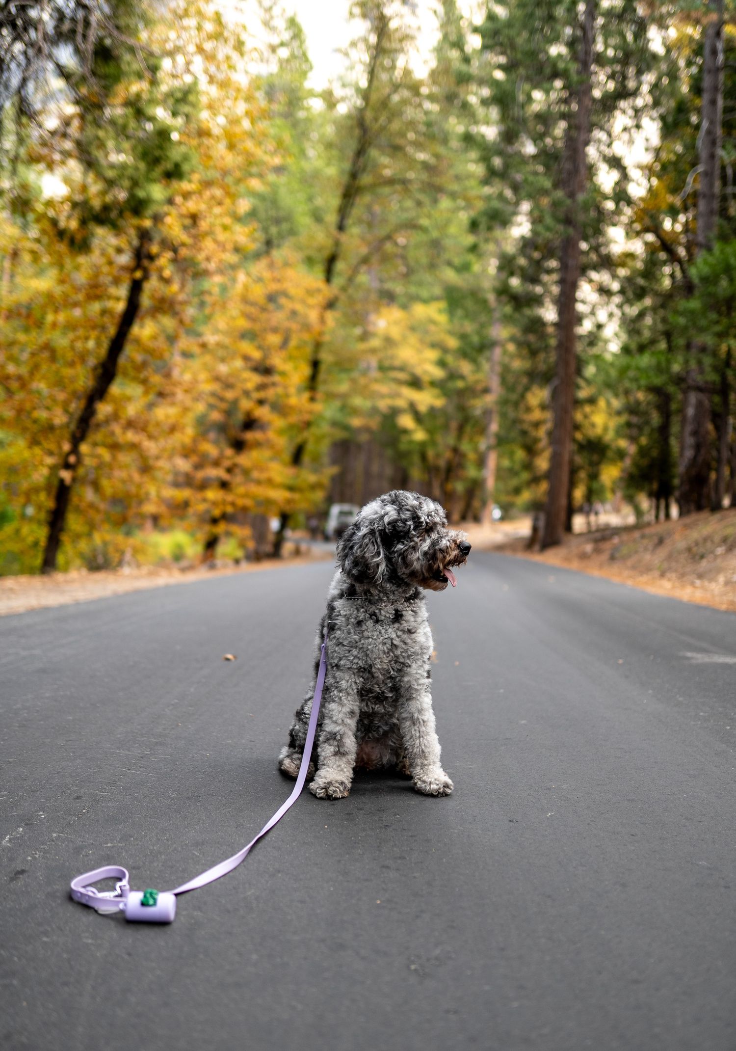 A small white dog sits on an autumn road with fallen leaves and trees while a purple leash lies nearby.