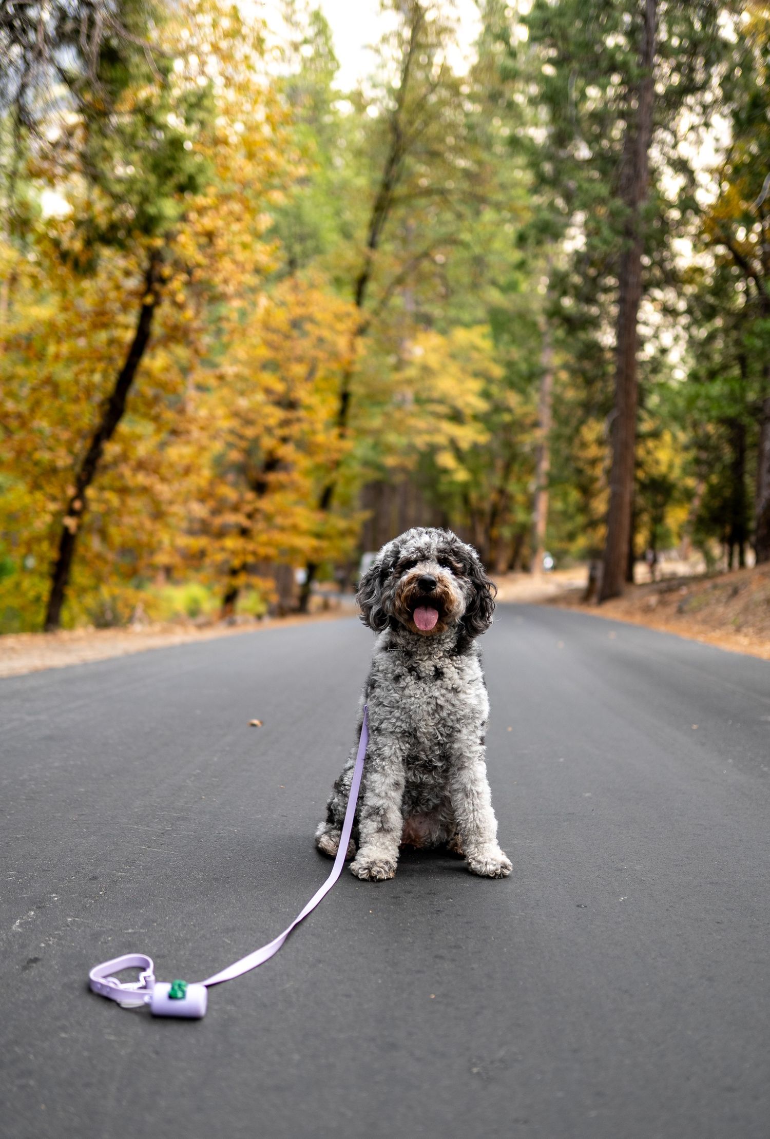 A happy gray doodle dog sitting on a paved road with a purple leash.