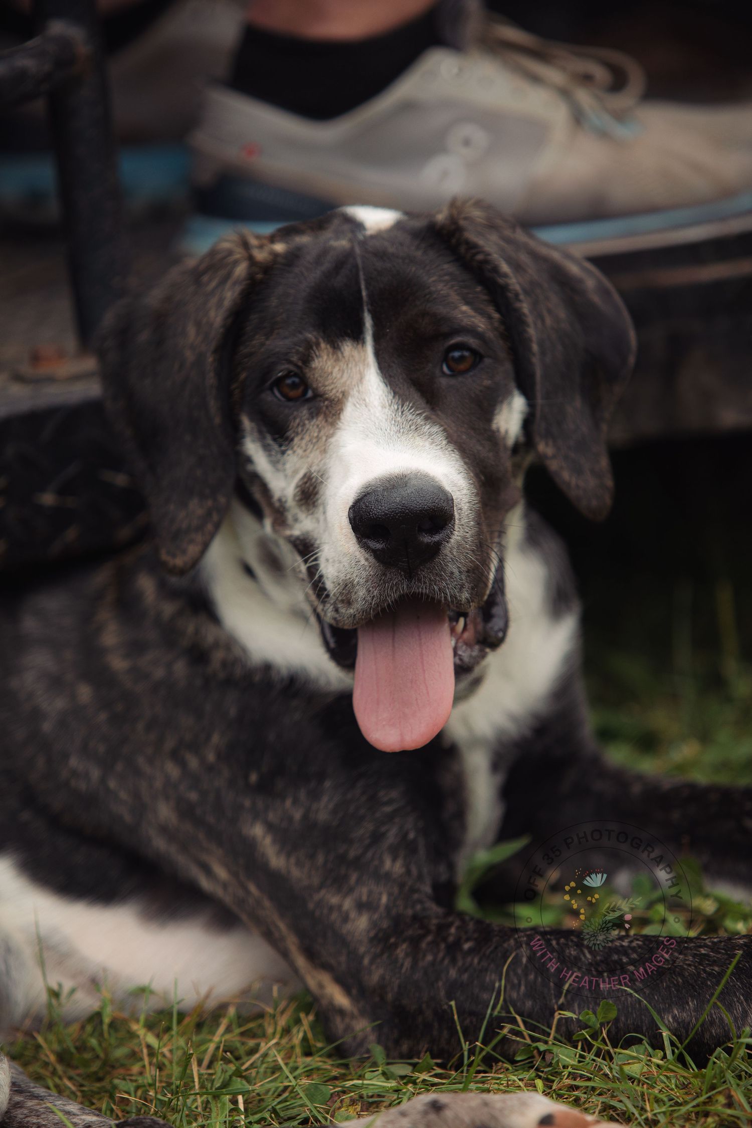 A black and white mixed breed dog lying in grass showing different playful expressions.