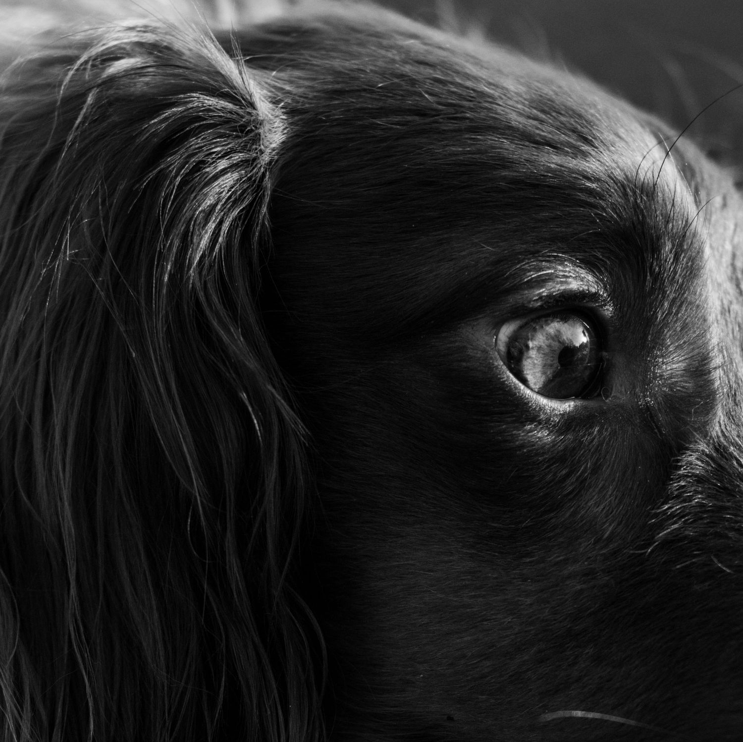 Close-up black and white portrait of a dog's eye and face showing deep contemplative expression and flowing fur.