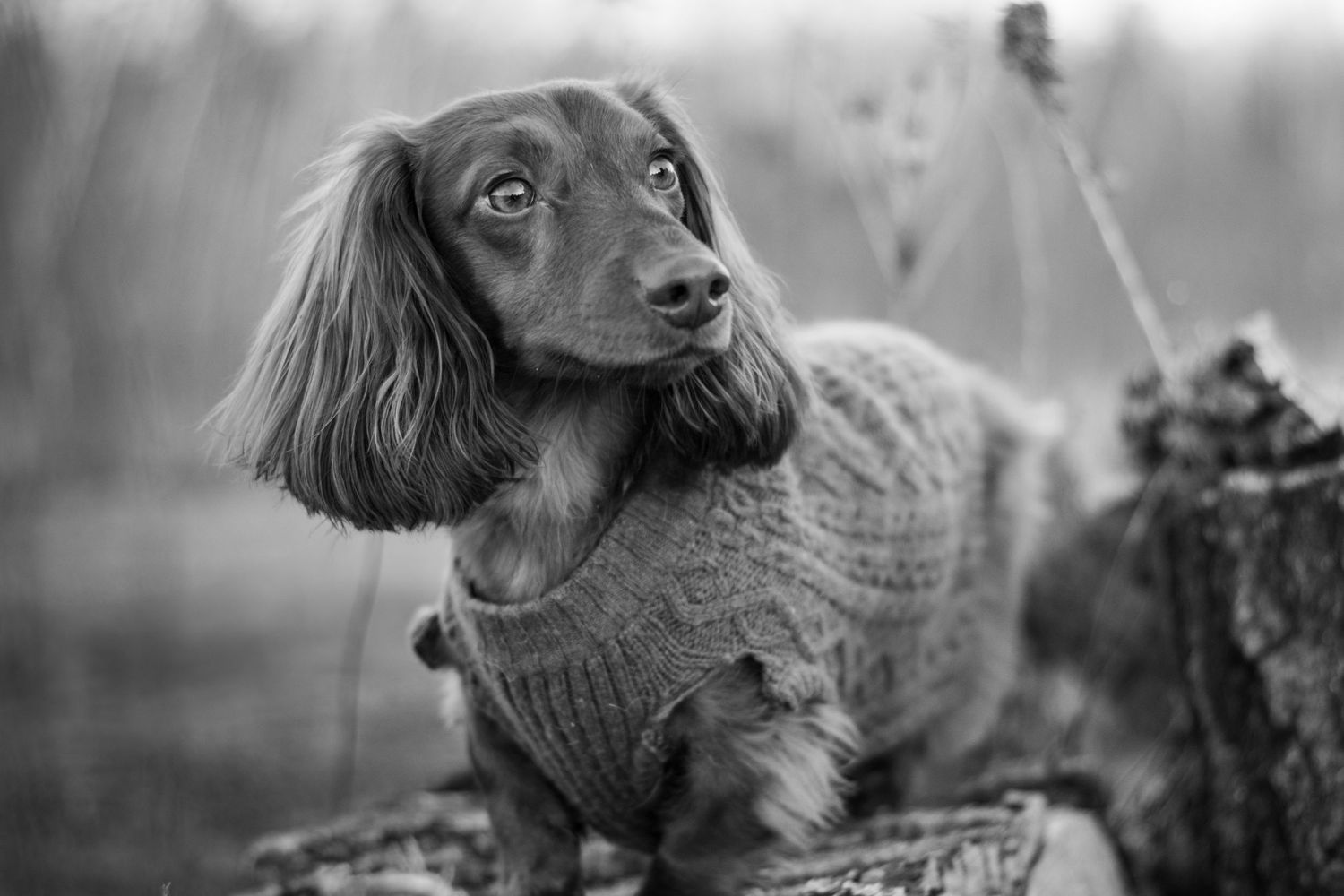 Adorable long-haired dachshund wearing a knit sweater poses on a log in a black and white portrait.