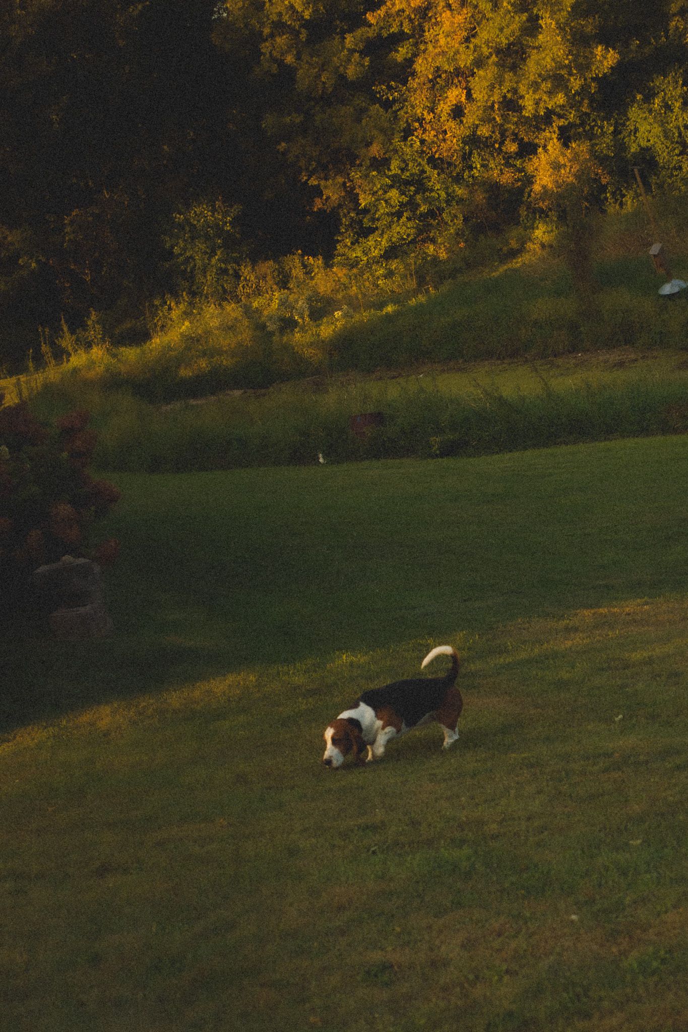 A beagle dog roams a lush green hillside lawn during golden hour with autumn trees in the background.
