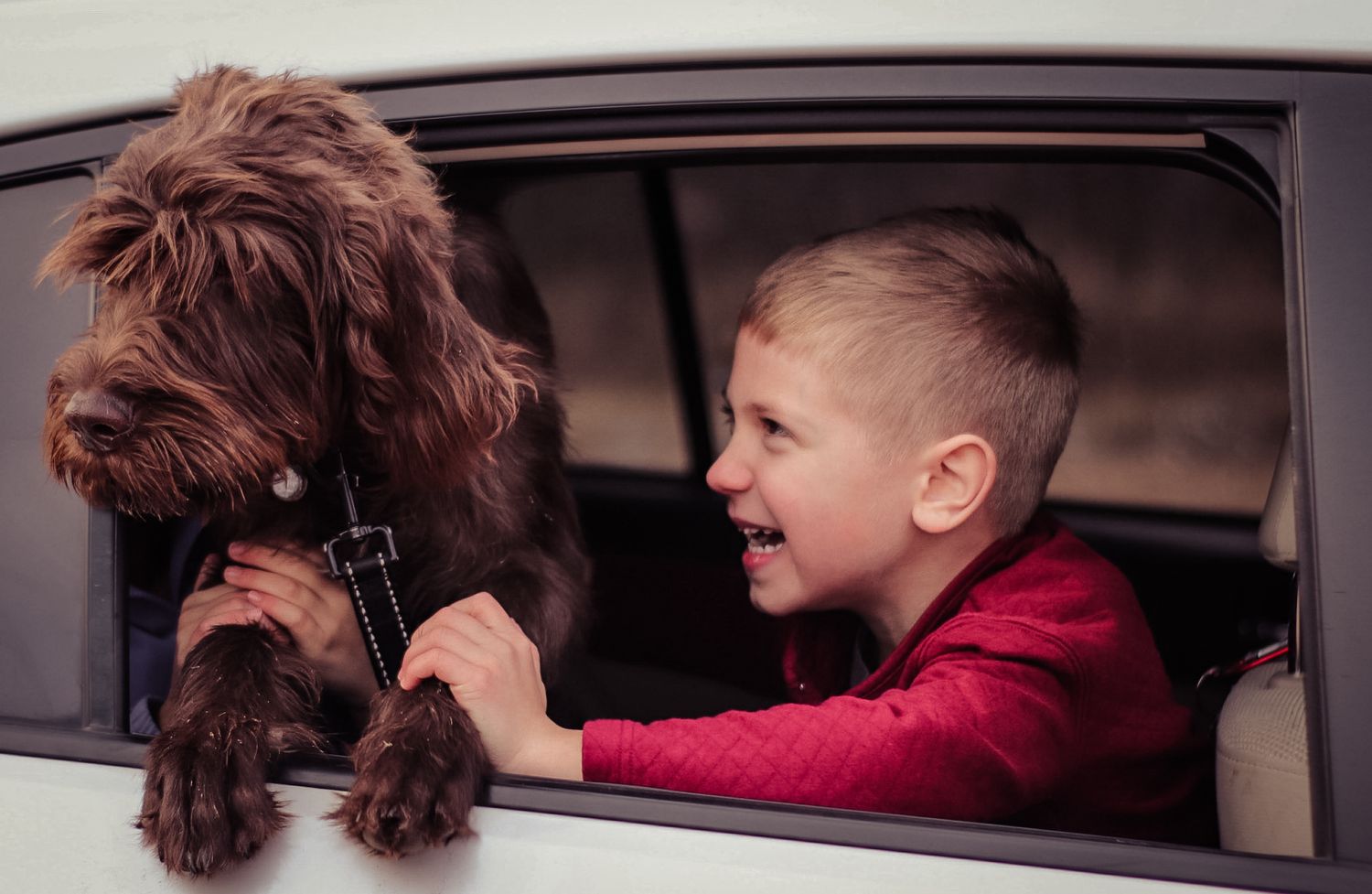 A young boy and a brown dog look out a car window together.