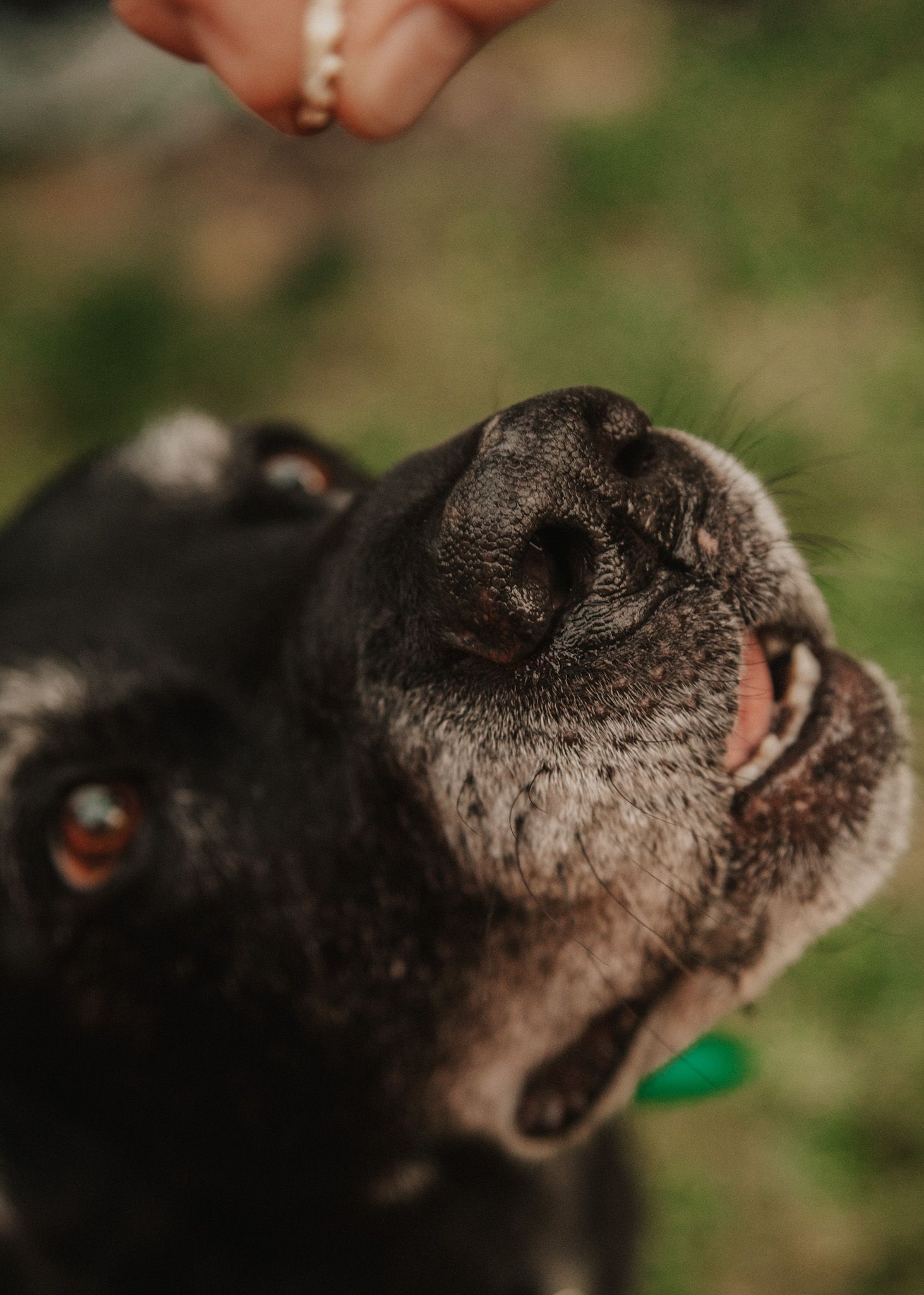 Close-up of a black dog looking up eagerly at a treat being held by a hand outdoors.