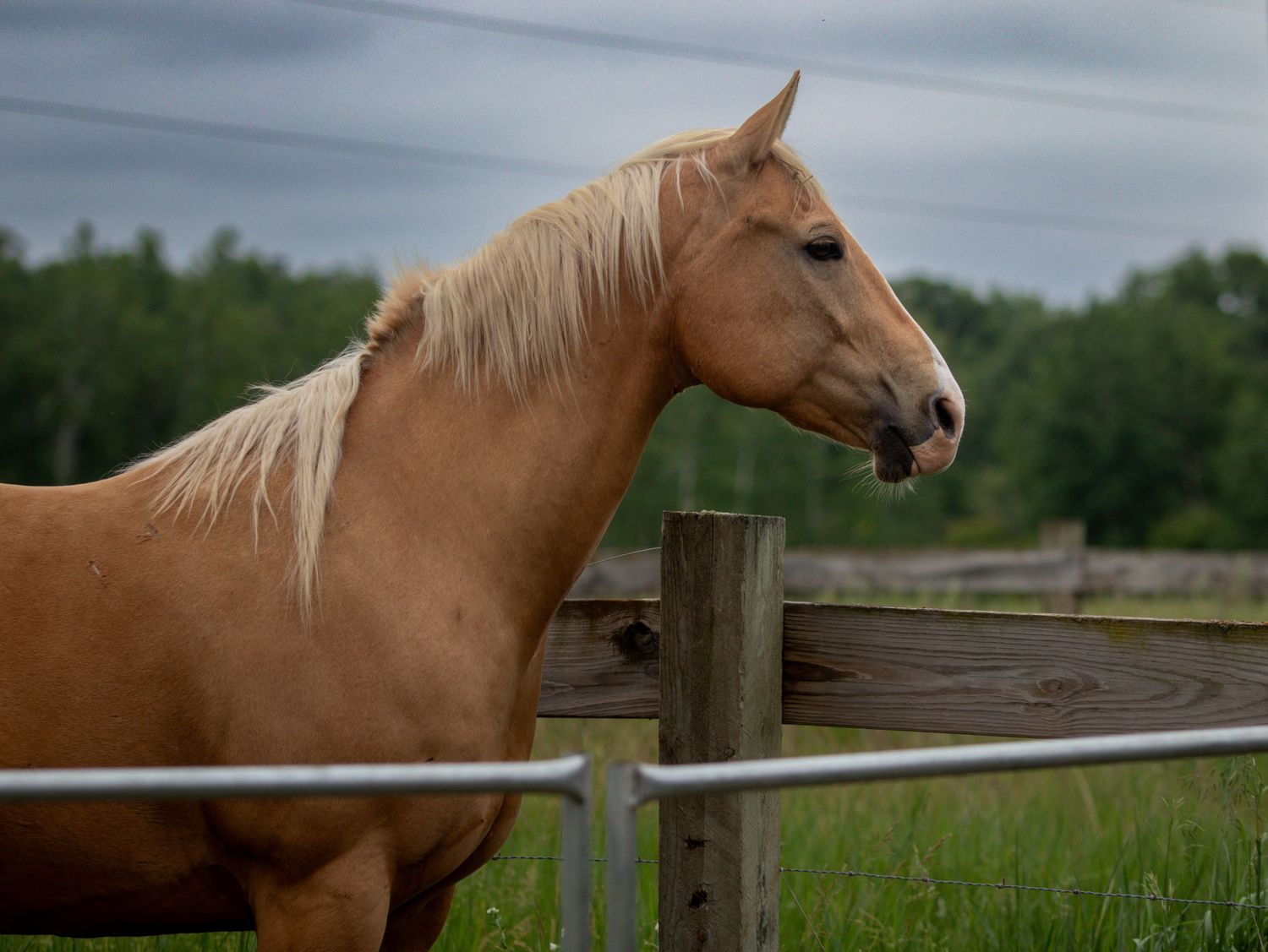 A chestnut horse stands next to a weathered wooden fence against a green pastoral landscape background.