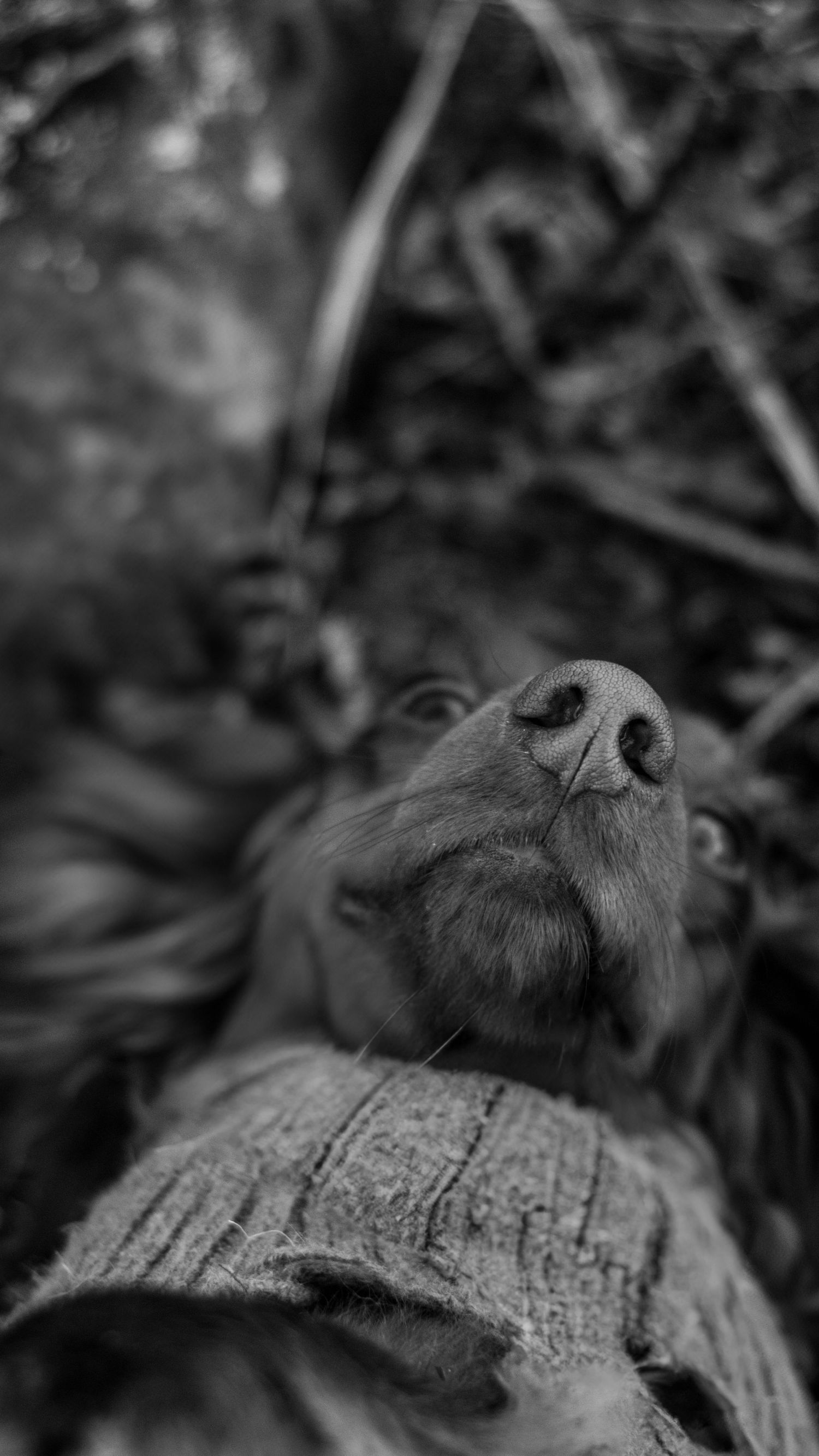 Close-up black and white photo of a dog's nose and face looking up at the camera outdoors.