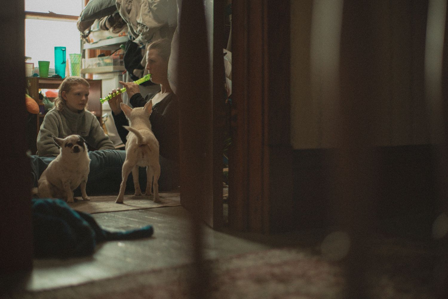 Person sitting on floor with two small white Chihuahua dogs in a cozy cluttered room.