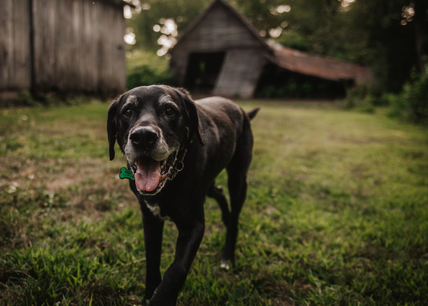 A happy black Labrador dog standing on green grass with rustic wooden barn buildings in the background.