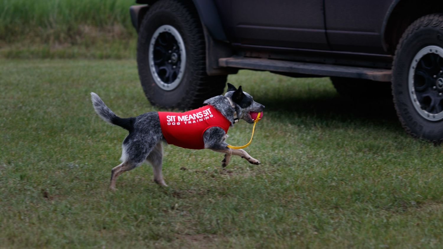 Australian Cattle Dog wearing a red service vest walking in a grassy area next to a black SUV.