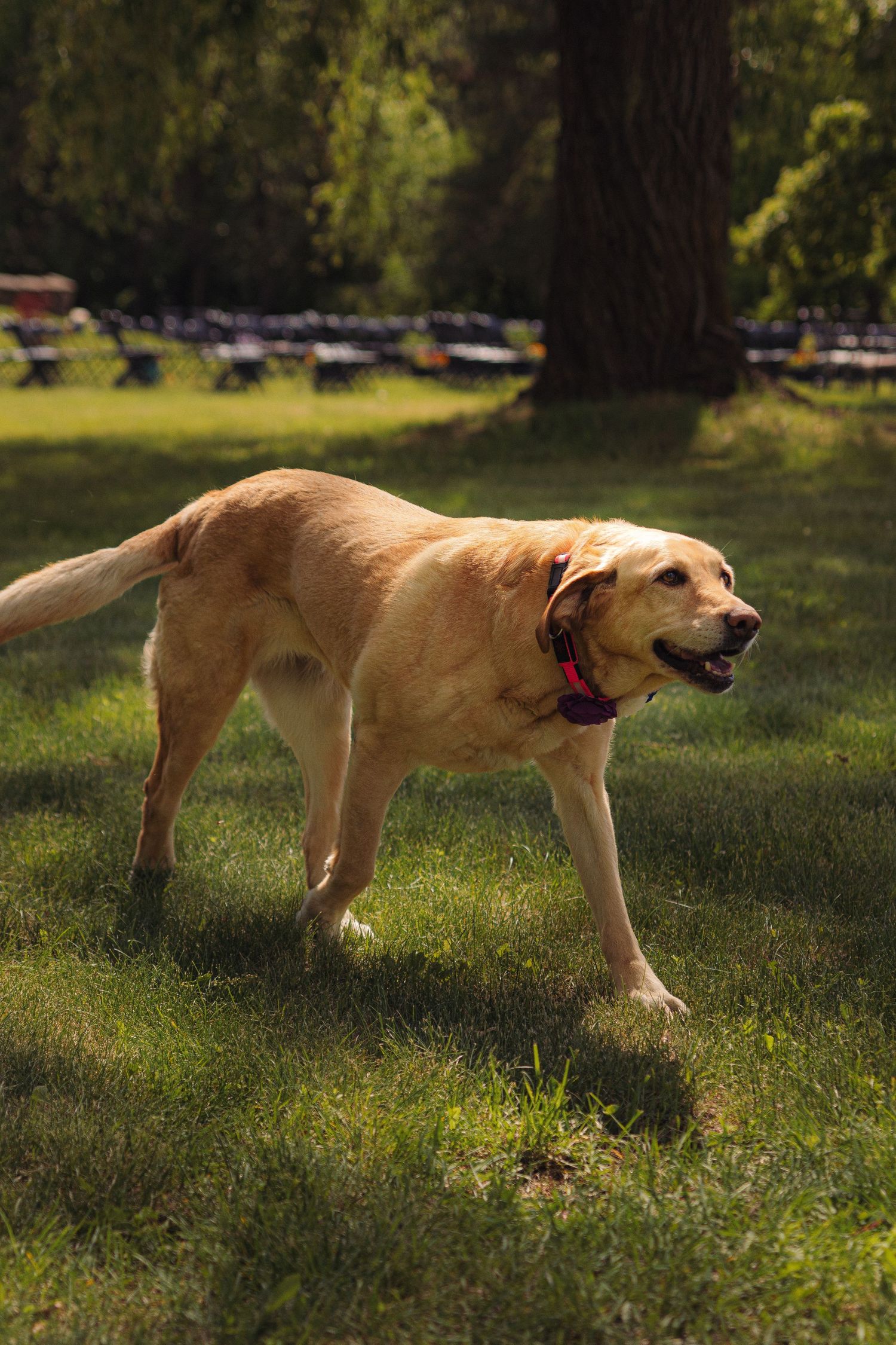 Yellow Labrador dog walking through sunlit grass in a park setting.