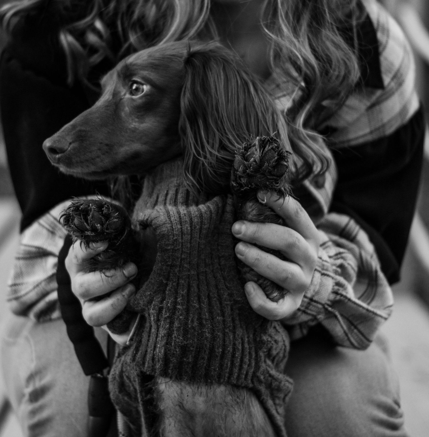 Black and white photo of a dachshund puppy wearing a knit sweater being held by a woman with curly hair.