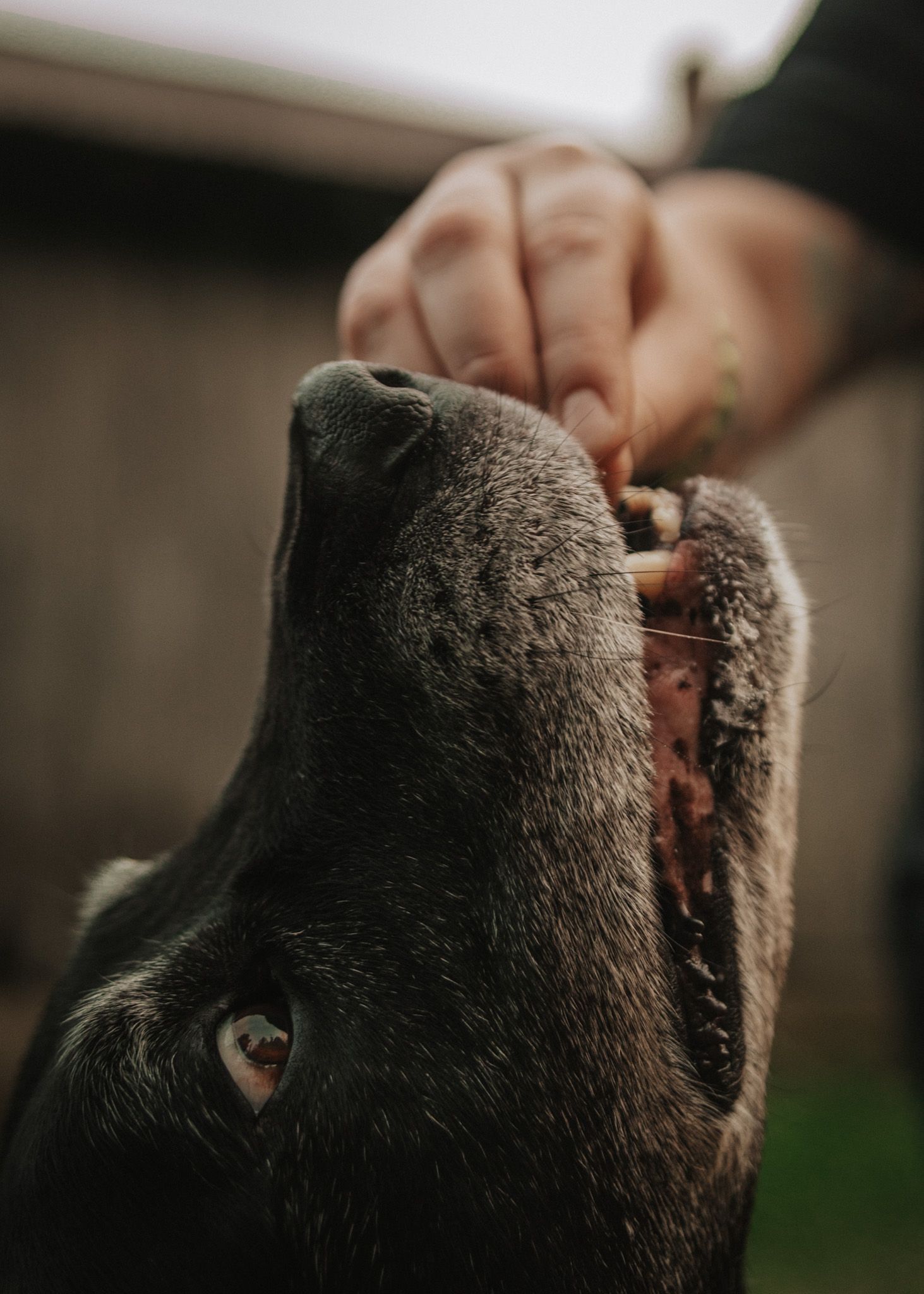 A black Labrador dog receives a treat from a tattooed hand outdoors in a garden setting.