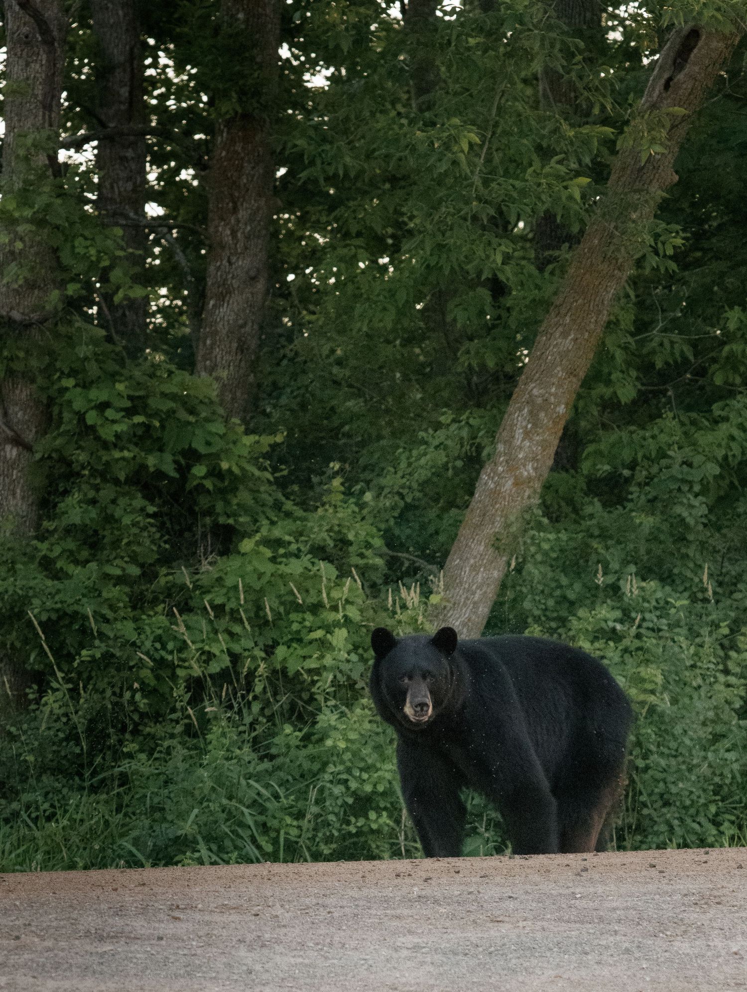 A large black bear stands on a dirt path at the edge of a wooded forest area.
