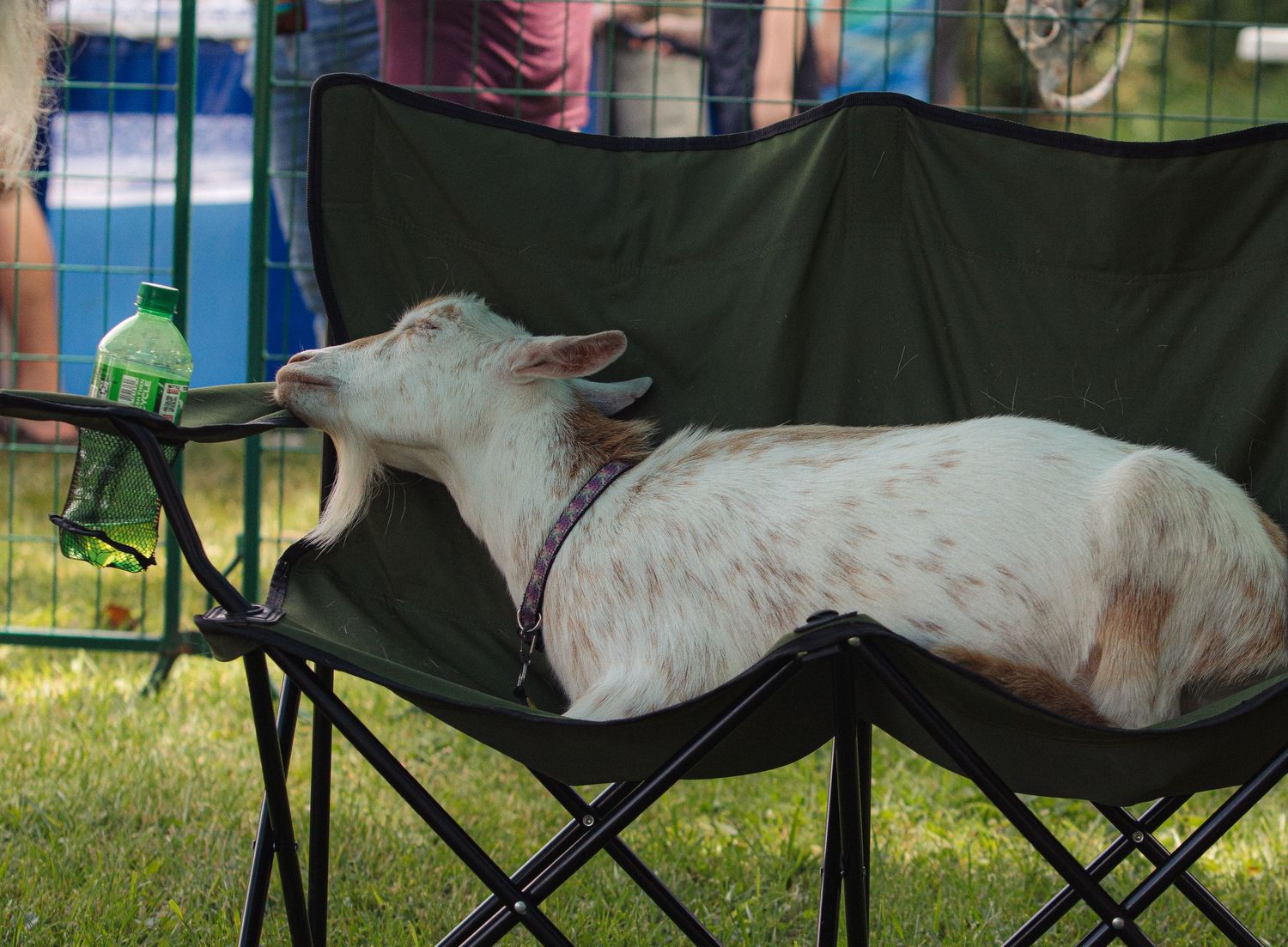 A white goat relaxes on a black camping chair outdoors.