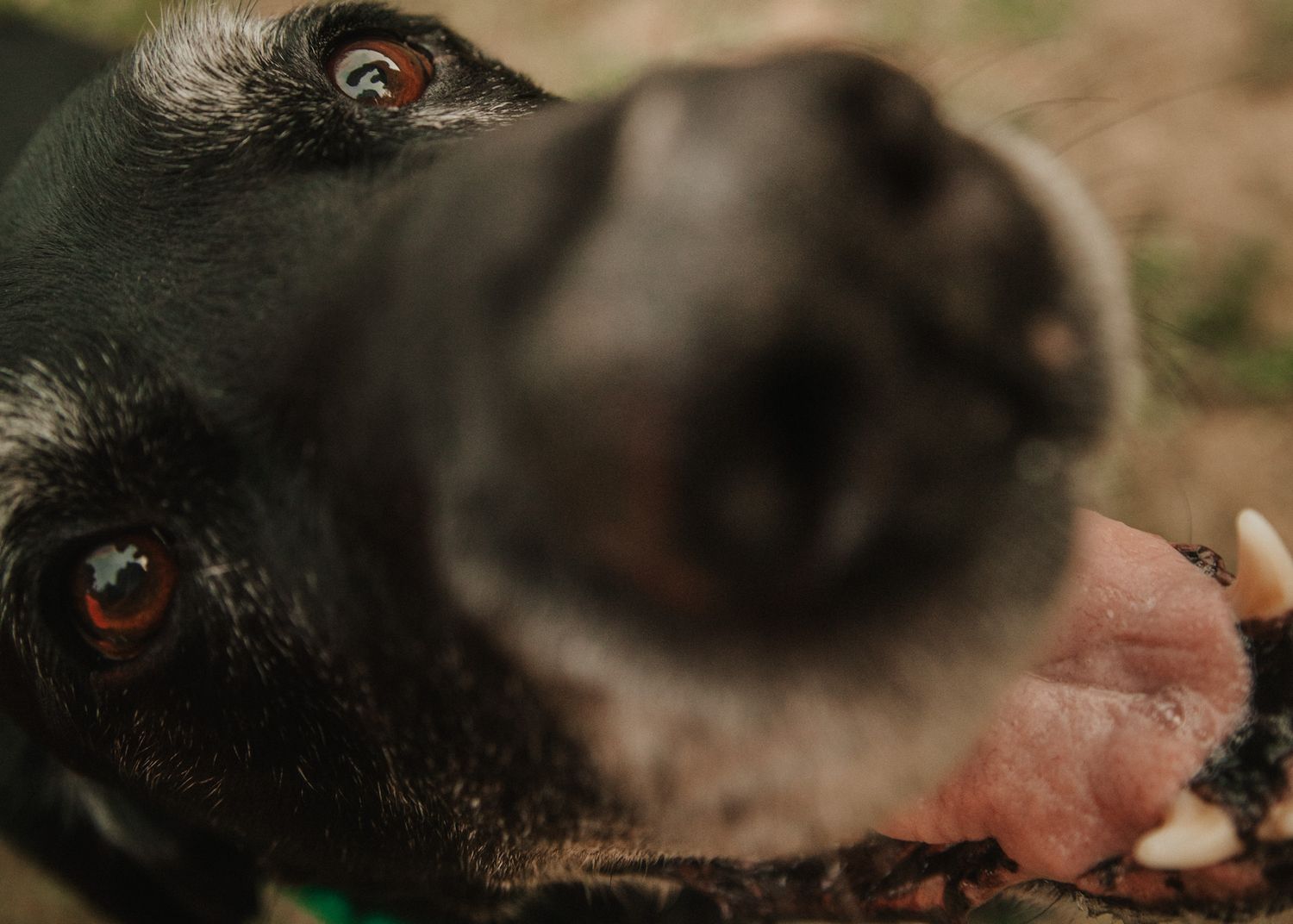 Close-up of a black dog sniffing the camera with tongue visible and bright eyes in natural outdoor setting.