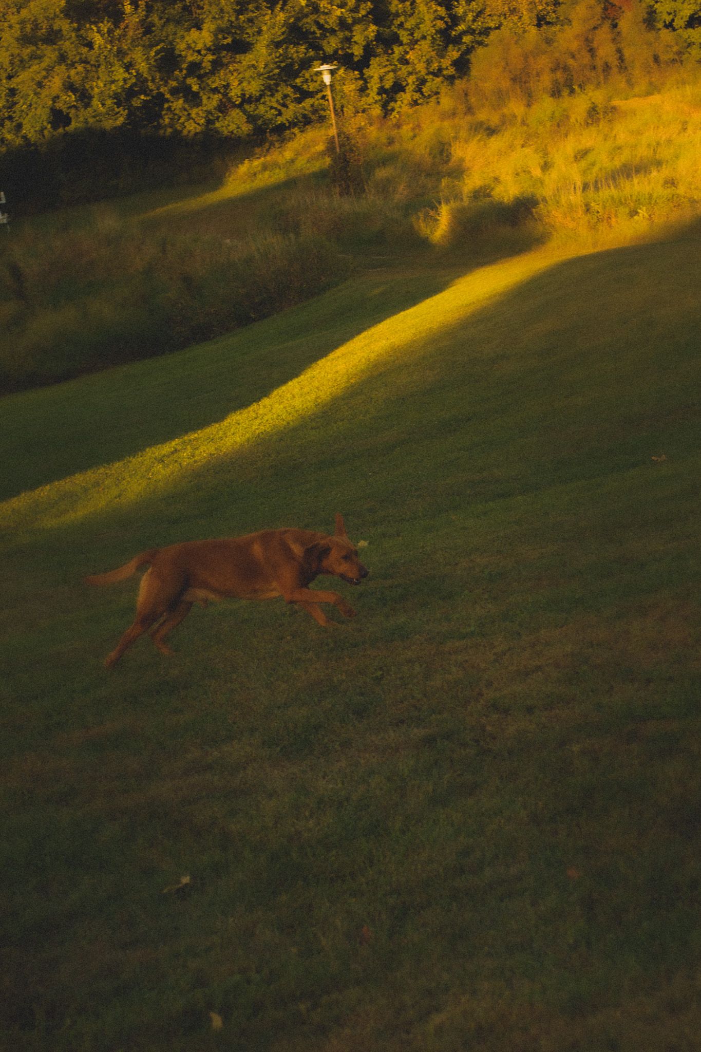 A brown dog running energetically across a lush green lawn at golden hour sunset light.
