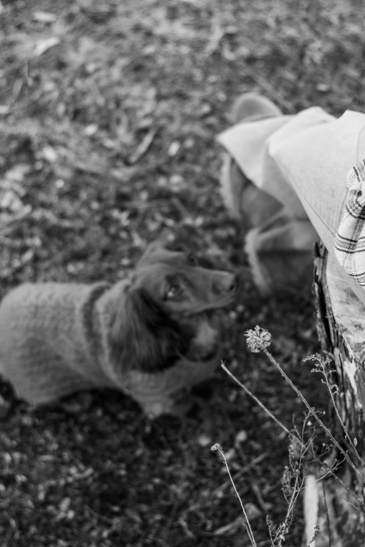 Black and white photo of a small dog in a sweater sniffing a wildflower near a person's feet outdoors.