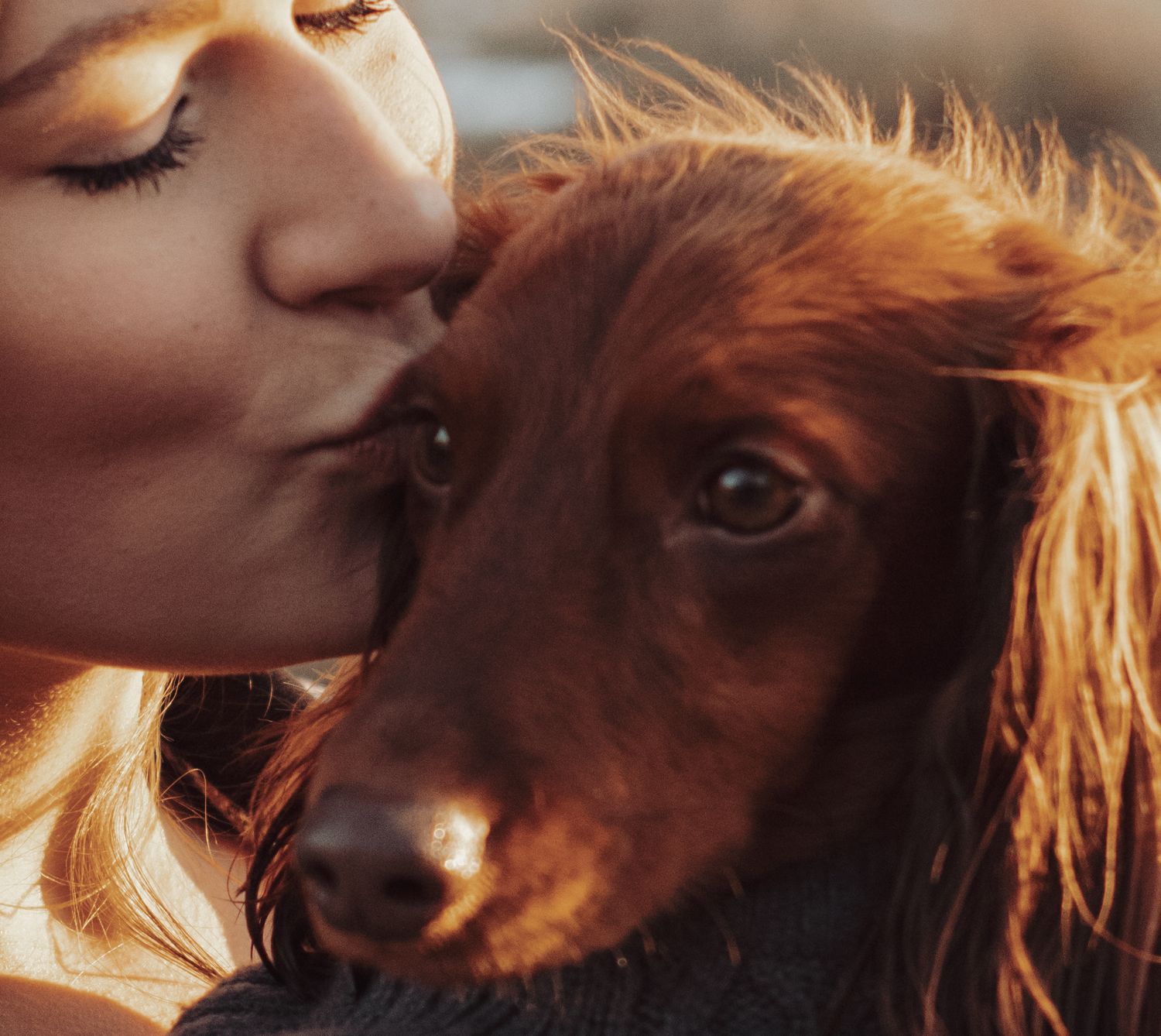 A person gives a loving kiss to their long-haired brown dachshund dog in warm sunlight.
