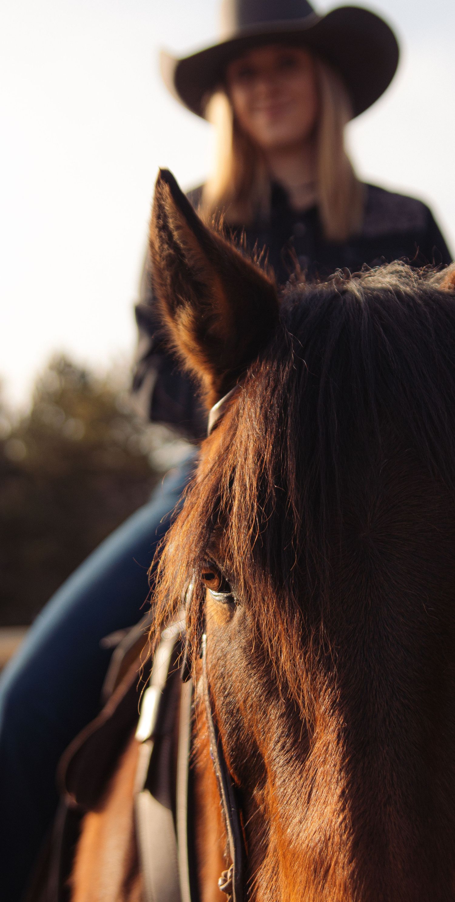 A brown horse in profile with a rider wearing a western hat during golden hour.
