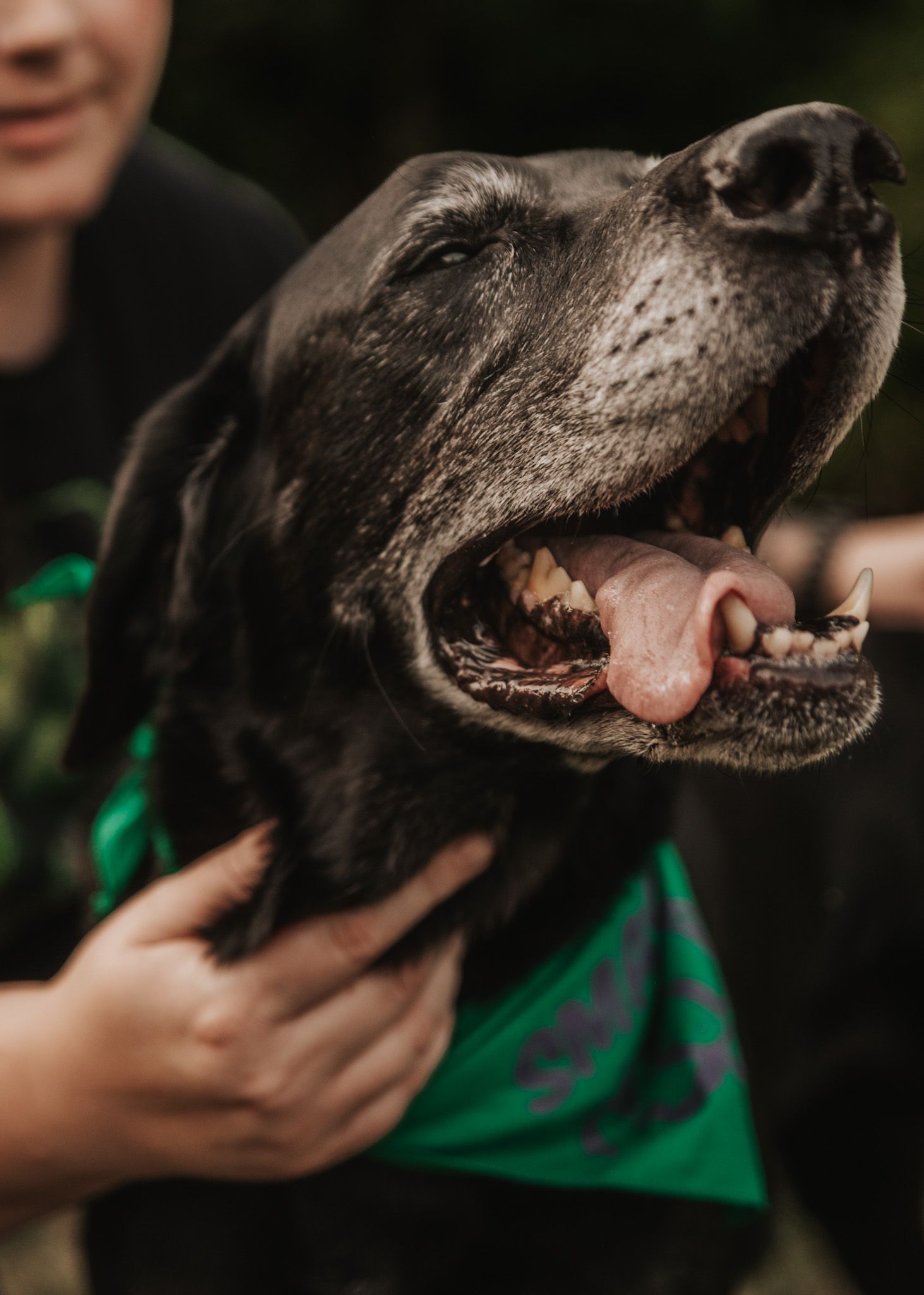 A happy black Labrador dog with graying muzzle wearing a green bandana, mouth open and tongue out, being held by a person.