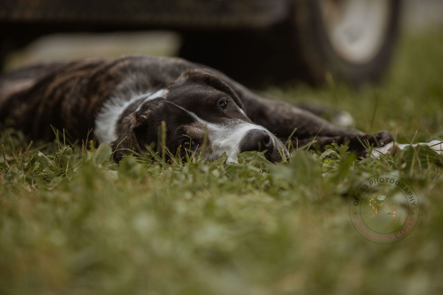 A cat lies stretched out comfortably on grass in a relaxed outdoor setting.